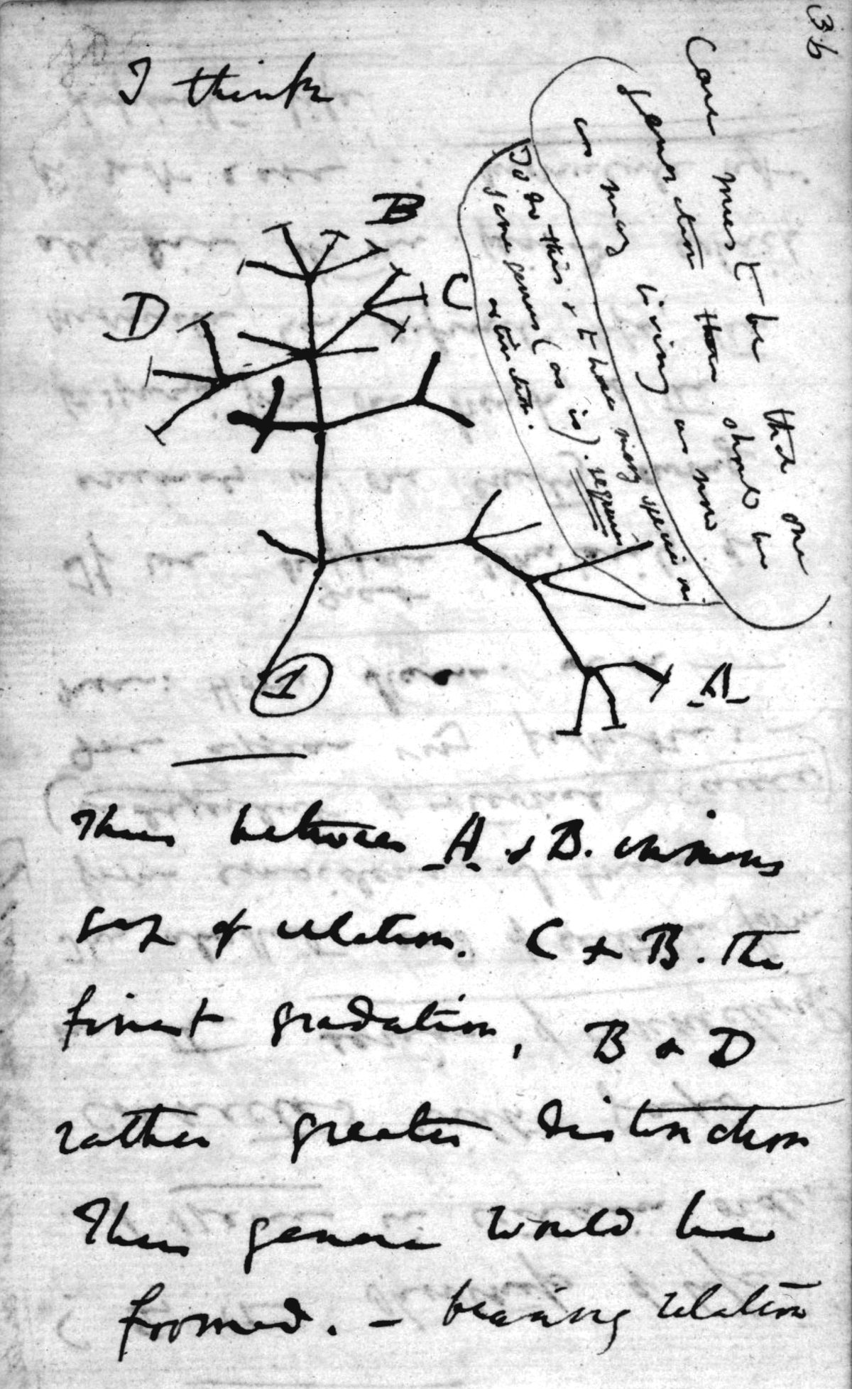 A page from Charles Darwin's 1837 notebook: the words