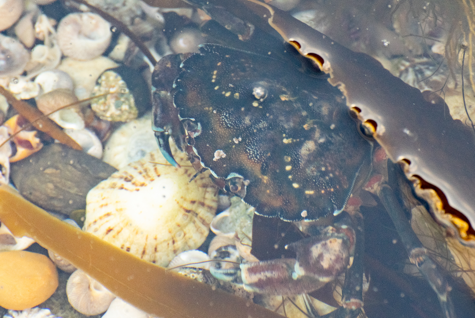 A European green crab on wet sand, chelae raised, its carapace mottled green and its walking legs spread.