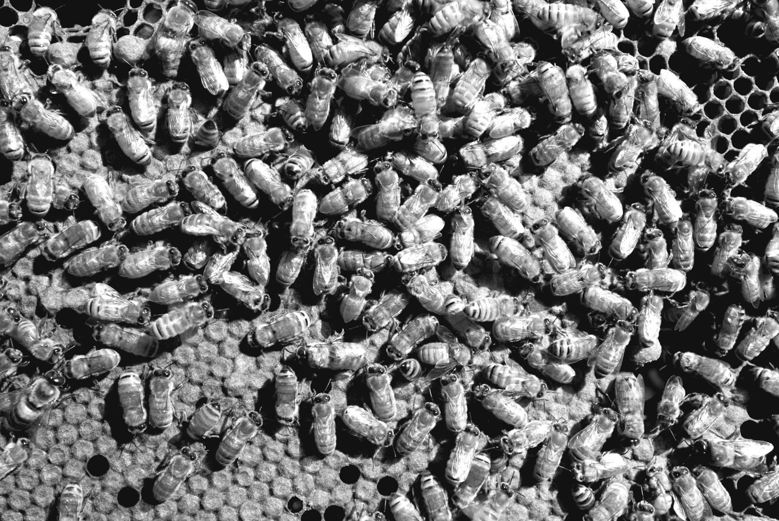 A dense crowd of European honeybee workers covering comb, bodies overlapping in every orientation, with open cells visible at the lower edge.