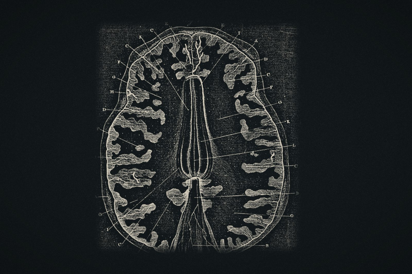 Historical drawing: a horizontal section through the brain, its folds and ventricles lettered.